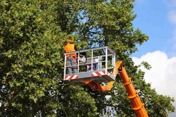 Best Tree Maintenance Programs  in San Dimas, CA